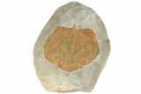Fossil Leaf (Zizyphoides) - Montana #190449-1